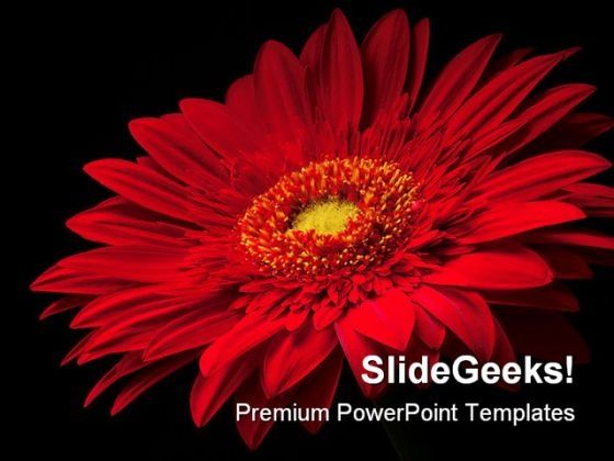 red_flower_beauty_powerpoint_template_0810_title.jpg