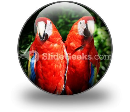 red_parrots_powerpoint_icon_c.jpg