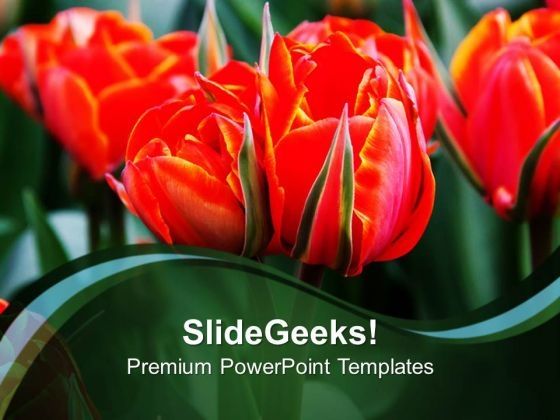 red_tulips_flowers_beauty_powerpoint_templates_ppt_backgrounds_for_slides_0213_title.jpg