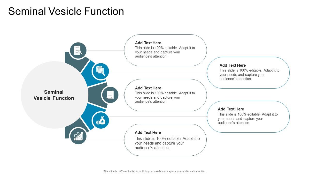 Seminal Vesicle Function In Powerpoint And Google Slides Cpb