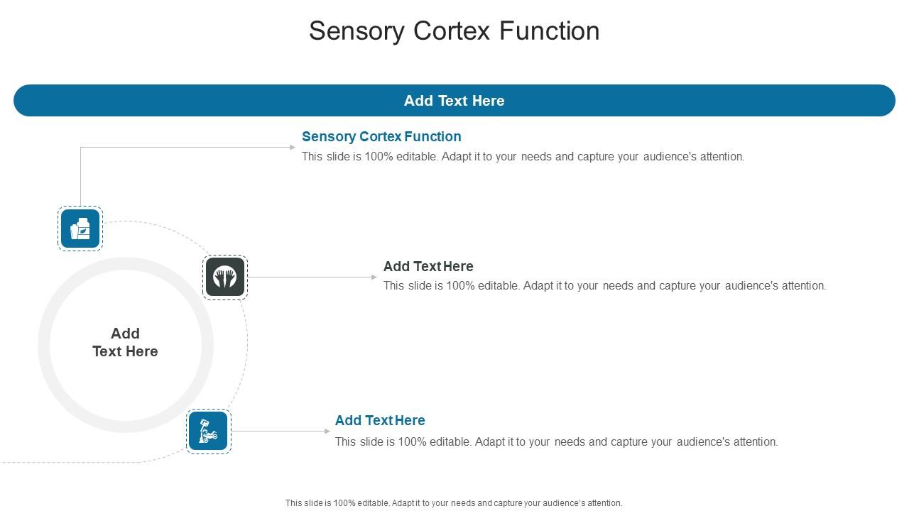 Sensory Cortex Function In Powerpoint And Google Slides Cpb