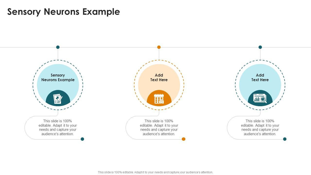 Sensory Neurons Example In Powerpoint And Google Slides Cpb