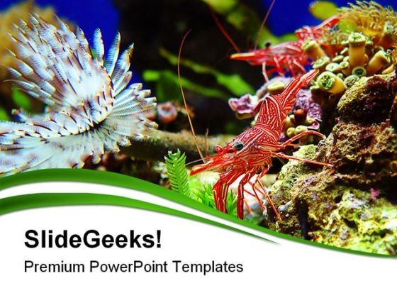 shrimps_nature_powerpoint_themes_and_powerpoint_slides_0411_title.jpg