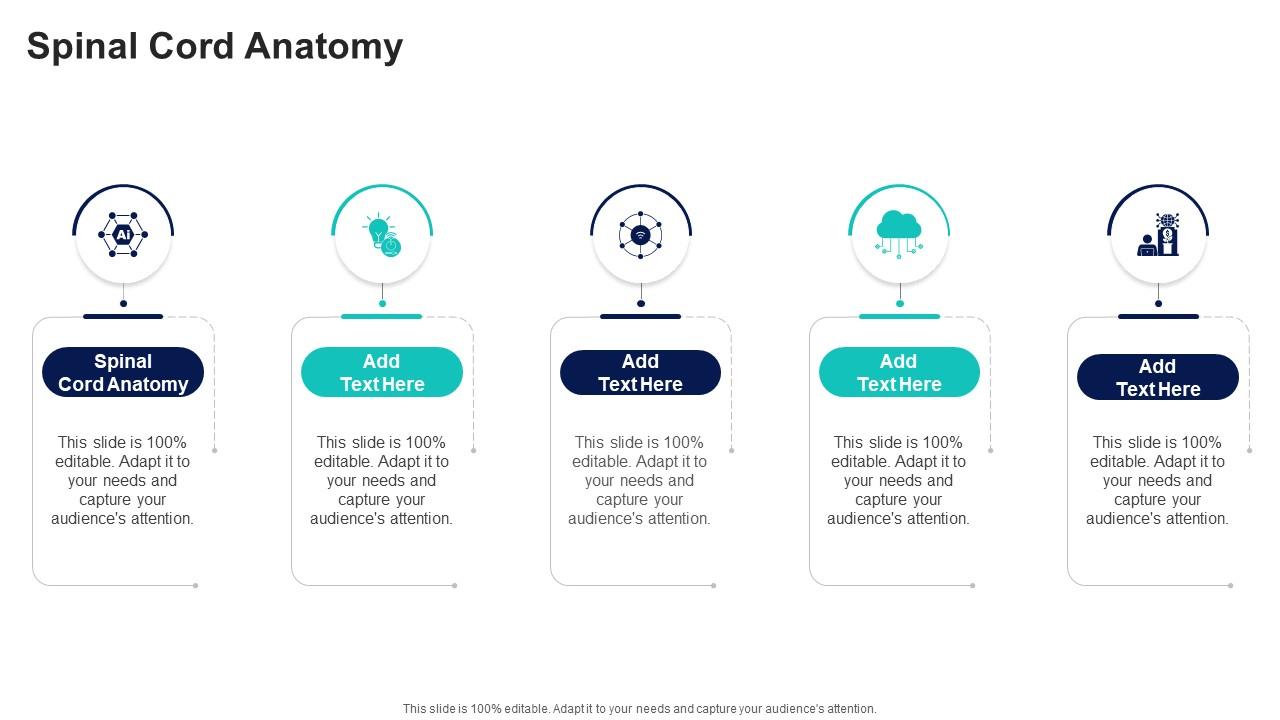 Spinal Cord Anatomy In Powerpoint And Google Slides Cpb