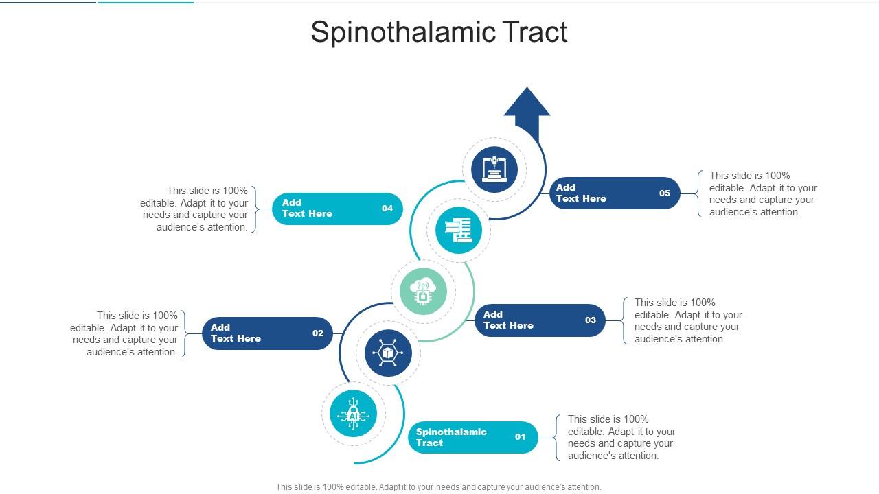 Spinothalamic Tract In Powerpoint And Google Slides Cpb