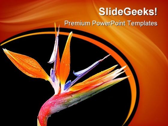 spring_flower_beauty_powerpoint_templates_and_powerpoint_backgrounds_0311_title.jpg
