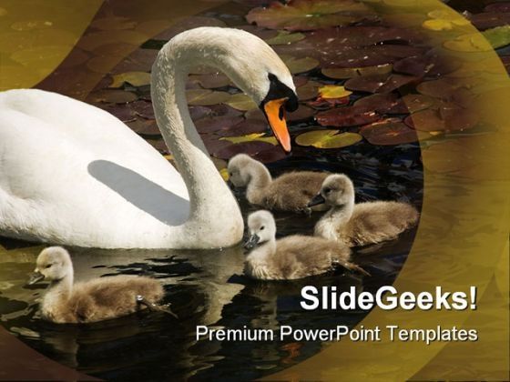 swan_stroll_animals_powerpoint_themes_and_powerpoint_slides_0511_title.jpg