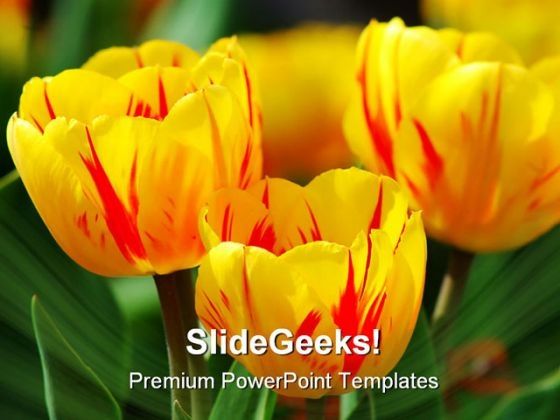 tulips_beauty_powerpoint_templates_and_powerpoint_backgrounds_0211_title.jpg