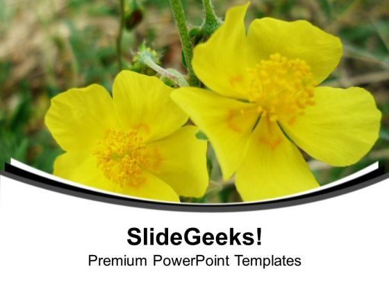 yellow_flowers_with_background_powerpoint_templates_ppt_backgrounds_for_slides_0613_title.jpg