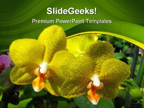 yellow_orchids_beauty_powerpoint_templates_and_powerpoint_backgrounds_0211_title.jpg