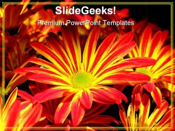 yellow_red_daisy_flower_beauty_powerpoint_templates_and_powerpoint_backgrounds_0311_title.jpg