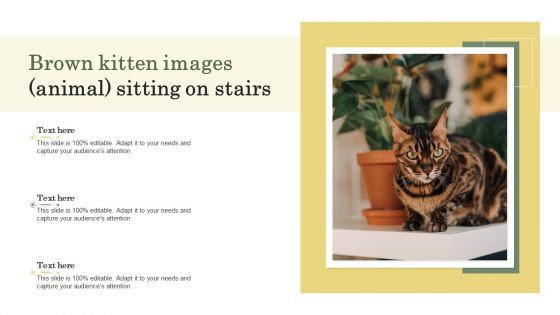 Brown Kitten Images Animal Sitting On Stairs Ppt PowerPoint Presentation Gallery Microsoft PDF