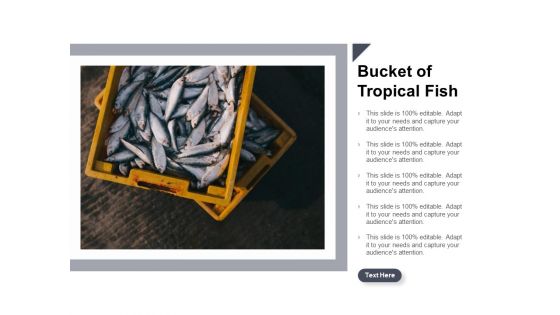 Bucket Of Tropical Fish Ppt Powerpoint Presentation Inspiration Background