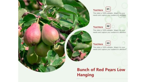 Bunch Of Red Pears Low Hanging Ppt PowerPoint Presentation File Structure PDF