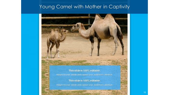 Dromedary Captivity Gear Ppt PowerPoint Presentation Complete Deck