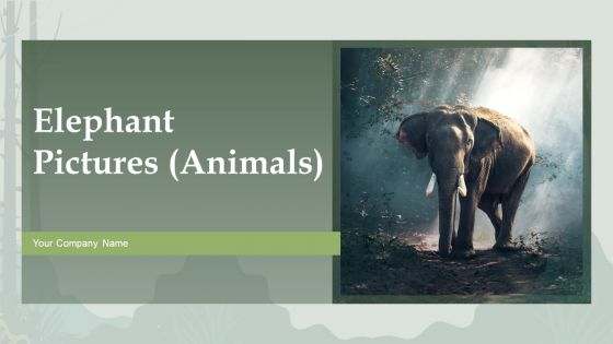 Elephant Pictures Animals Ppt PowerPoint Presentation Complete Deck With Slides