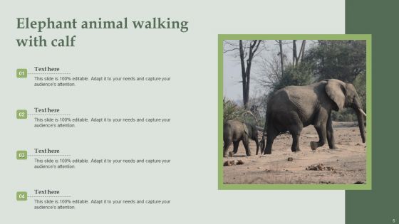 Elephant Pictures Animals Ppt PowerPoint Presentation Complete Deck With Slides