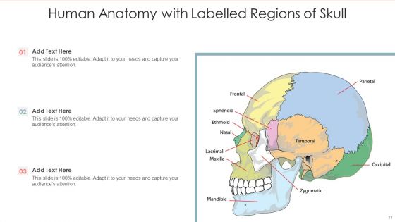 Human Anatomy Ppt PowerPoint Presentation Complete With Slides