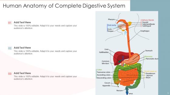 Human Anatomy Ppt PowerPoint Presentation Complete With Slides