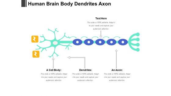Human Brain Body Dendrites Axon Ppt PowerPoint Presentation Pictures Background Image PDF
