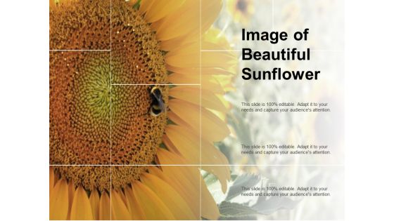 Image Of Beautiful Sunflower Ppt PowerPoint Presentation Pictures Slide Download