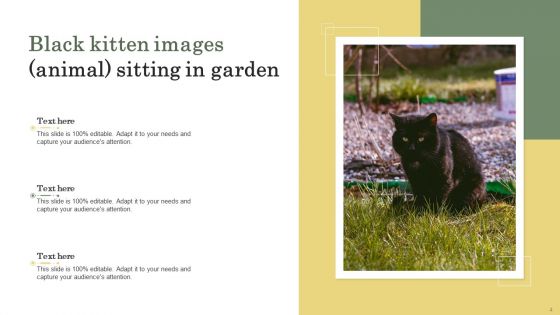 Kitten Images Animal Ppt PowerPoint Presentation Complete Deck With Slides