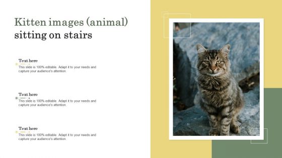 Kitten Images Animal Sitting On Stairs Ppt PowerPoint Presentation File Clipart PDF