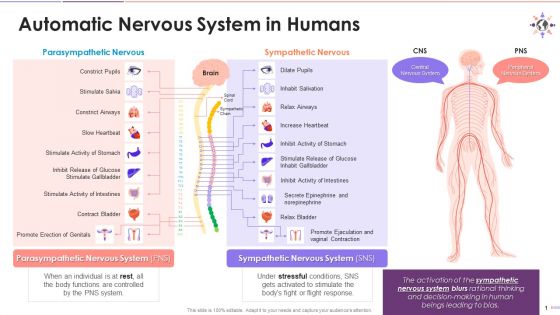 Overview Of Automatic Nervous System In Human Beings Training Ppt