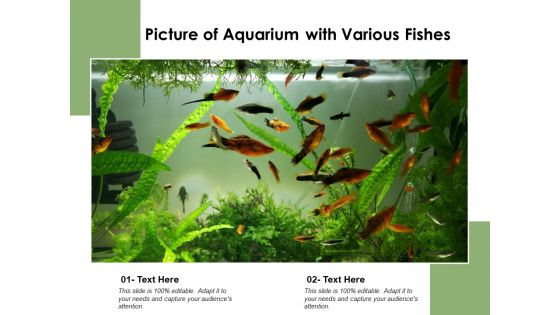 Picture Of Aquarium With Various Fishes Ppt PowerPoint Presentation Icon Infographic Template PDF