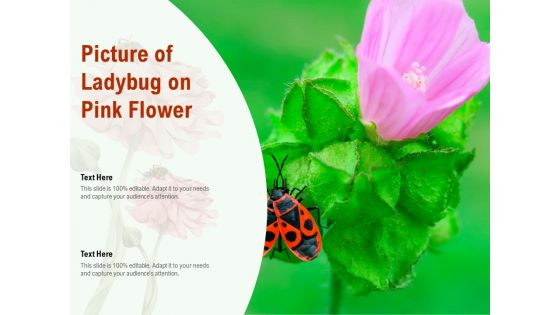 Picture Of Ladybug On Pink Flower Ppt PowerPoint Presentation Layouts Inspiration PDF