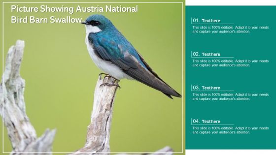 Picture Showing Austria National Bird Barn Swallow Ppt PowerPoint Presentation File Background Image PDF