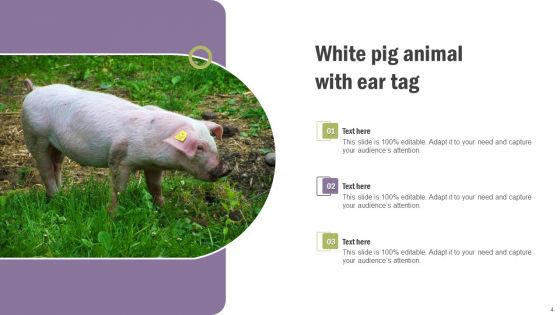 Pig Pictures Animal Ppt PowerPoint Presentation Complete Deck With Slides