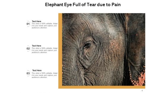 Split Elephant Eye During Protest Ppt PowerPoint Presentation Complete Deck