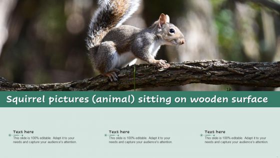 Squirrel Pictures Animal Ppt PowerPoint Presentation Complete Deck With Slides