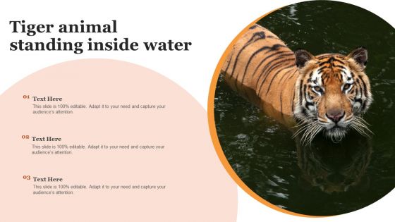 Tiger Animal Standing Inside Water Infographics PDF