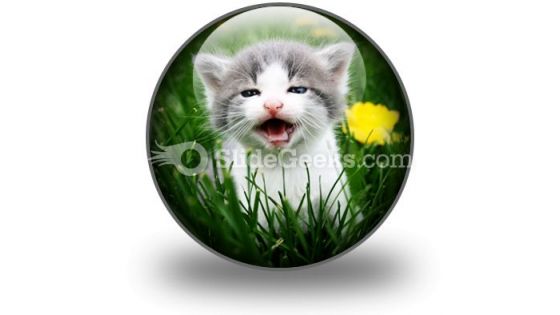 Baby Cat PowerPoint Icon C