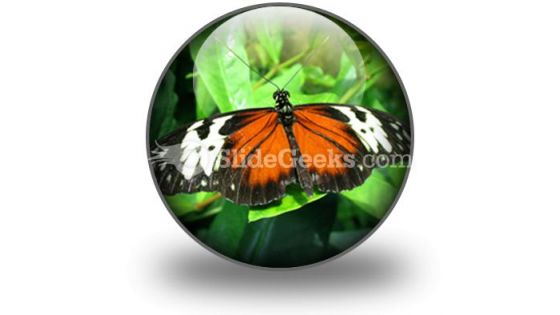 Big Butterfly PowerPoint Icon C