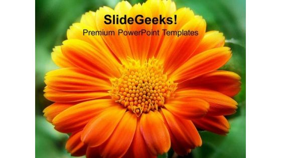 Blooming Flowers Beauty PowerPoint Templates Ppt Backgrounds For Slides 0213