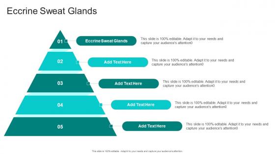 Eccrine Sweat Glands In Powerpoint And Google Slides Cpb