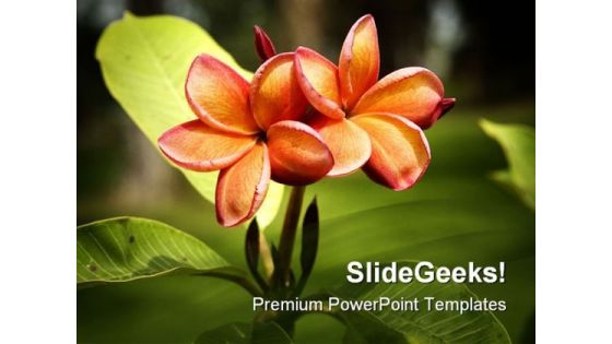 Frangipani Orange Flower Nature PowerPoint Templates And PowerPoint Backgrounds 0311