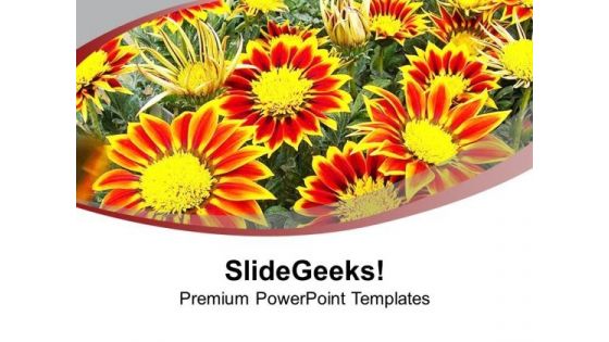 Gazanias Flower For Thematic Background PowerPoint Templates Ppt Backgrounds For Slides 0513