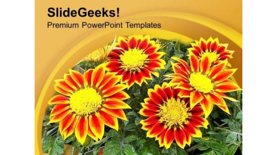 Gazanias Summer Flowering Plant PowerPoint Templates Ppt Backgrounds For Slides 0513