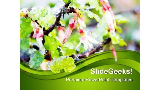Gooseberry Blossoms In Snow Nature PowerPoint Templates And PowerPoint Backgrounds 0411