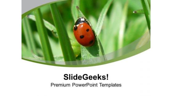 Ladybug On The Grass PowerPoint Templates Ppt Backgrounds For Slides 0713