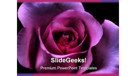 Macro Pink Rose Beauty PowerPoint Templates And PowerPoint Backgrounds 0311