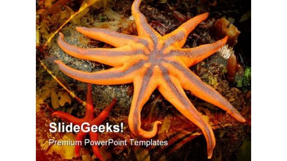 Northern Starfish Animals PowerPoint Templates And PowerPoint Backgrounds 0511