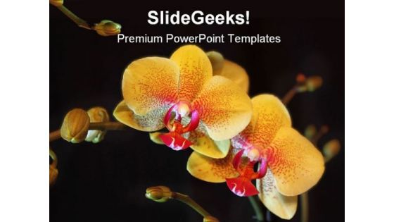 Orchid Flower Beauty PowerPoint Backgrounds And Templates 1210