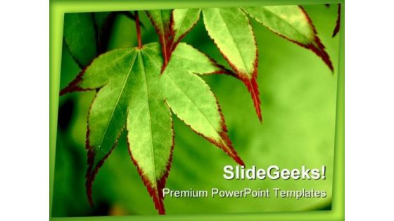 Painted Maple Nature PowerPoint Backgrounds And Templates 1210