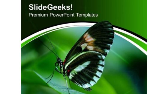 Papilio Swallow Tail Butterfly PowerPoint Templates Ppt Backgrounds For Slides 0513