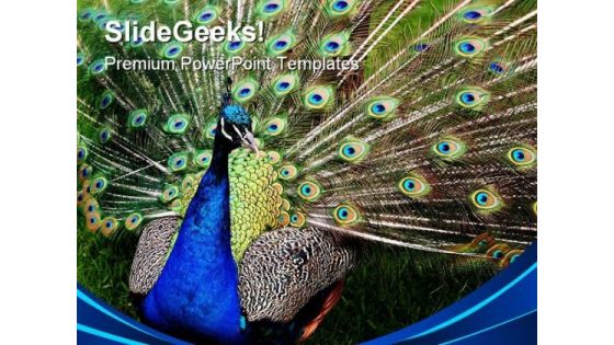 Peacock Animals PowerPoint Templates And PowerPoint Backgrounds 0311